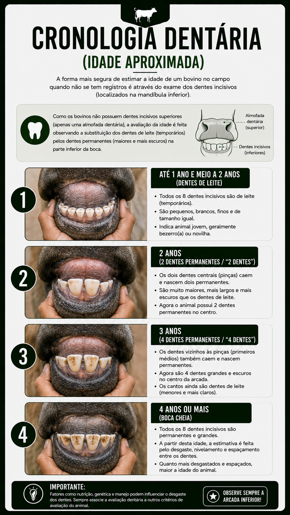 Amostra 11